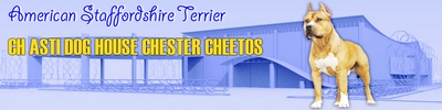 Asti Dog House Chester Cheetos 